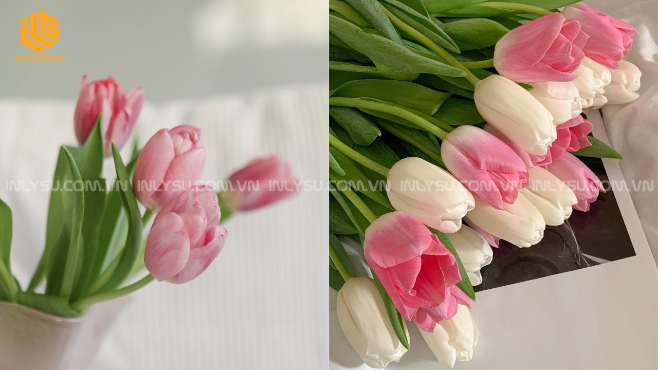 Hoa Tulip – Biểu Tượng Của Tình Yêu Trọn Vẹn